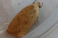 Agonopterix irrorata