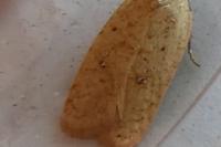 Agonopterix irrorata