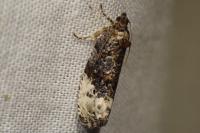 Hedya nubiferana