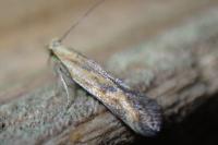 Metzneria artificella