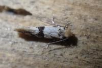 Infurcitinea atrifasciella