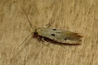 Tinea trinotella