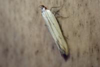 Mesophleps silacella