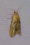 Eucosma