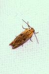 Eucosma