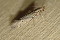 Metzneria metzneriella