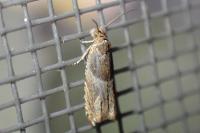 Ancylis comptana