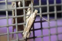 Sophronia humerella