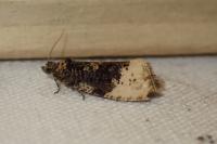 Hedya ochroleucana