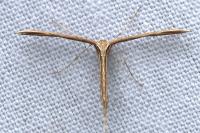 Emmelina monodactyla