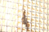 Euspilapteryx auroguttella