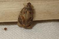 Ditula angustiorana