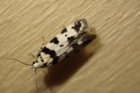 Pseudotelphusa scalella