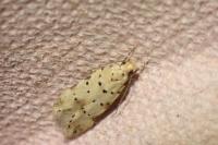 Pseudotelphusa occidentella