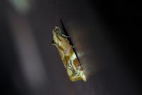 Ditula angustiorana