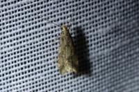 Brachmia blandella