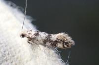 Infurcitinea captans