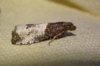 Notocelia roborana