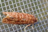 Lozotaeniodes formosana