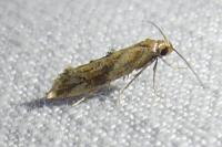 Epermenia falciformis