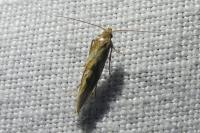 Epermenia falciformis