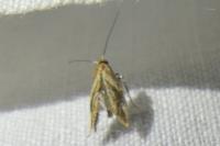 Epermenia falciformis