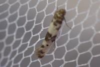 Enolmis acanthella
