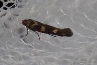 Scythris scopolella