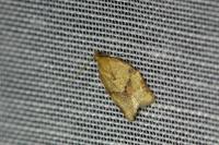 Clepsis consimilana
