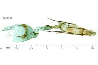 Pleurota ericella