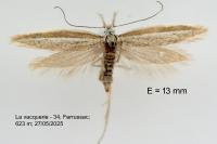 Pleurota ericella