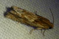 Eucosma