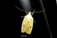 Agonopterix assimilella