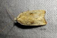 Agonopterix nervosa