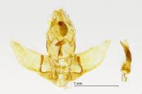Agonopterix nervosa