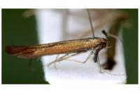 Coleophora mayrella