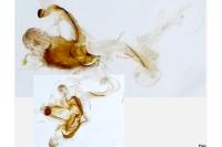 Coleophora mayrella