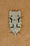 Acleris literana