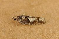 Epinotia immundana
