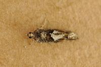 Epinotia immundana