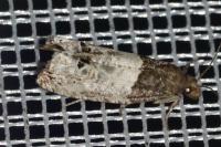 Notocelia roborana