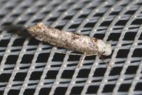 Paraswammerdamia albicapitella