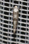 Paraswammerdamia albicapitella