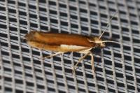 Ypsolopha parenthesella