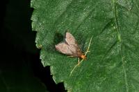Eurodachtha pallicornella