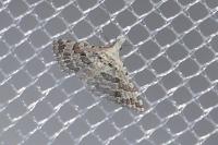 Alucita grammodactyla/palodactyla