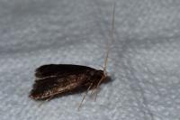 Homaloxestis briantiella