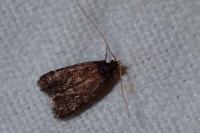Homaloxestis briantiella