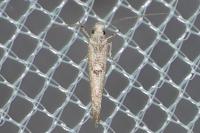 Zelleria oleastrella