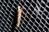 Zelleria oleastrella